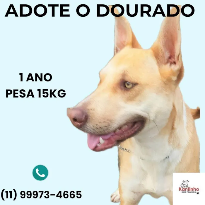 Cachorro ra a SRD-ViraLata idade 1 ano nome Dourado