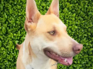 Cachorro raça SRD-ViraLata idade 1 ano nome Dourado