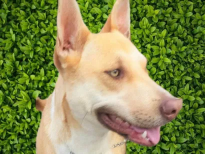 Cachorro raça SRD-ViraLata idade 1 ano nome Dourado