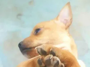 Cachorro raça Pinscher idade Abaixo de 2 meses nome Elisangeala
