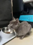 Fumaça 