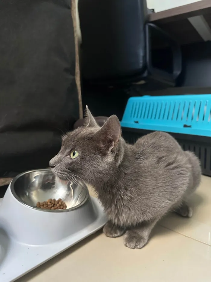 Gato ra a SRD-ViraLata idade 7 a 11 meses nome Fumaça 