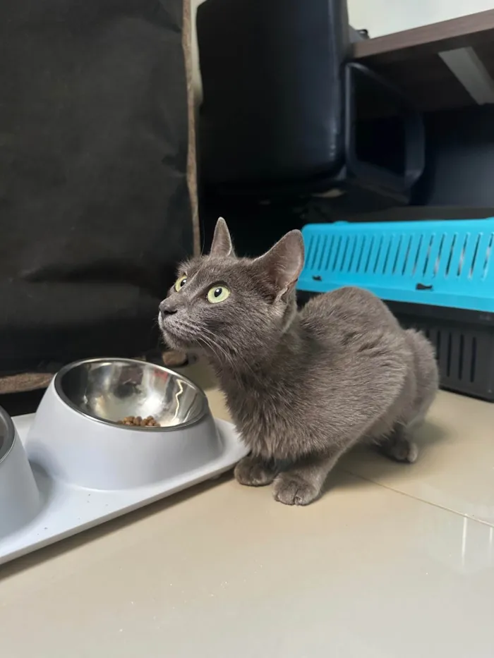 Gato ra a SRD-ViraLata idade 7 a 11 meses nome Fumaça 