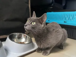 Gato raça SRD-ViraLata idade 7 a 11 meses nome Fumaça 