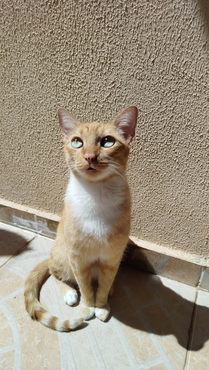 Gato ra a SRD-ViraLata idade 5 anos nome Zoe 