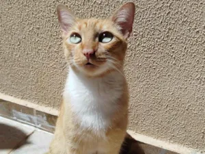 Gato raça SRD-ViraLata idade 5 anos nome Zoe 