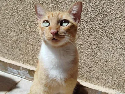 Gato raça SRD-ViraLata idade 5 anos nome Zoe 