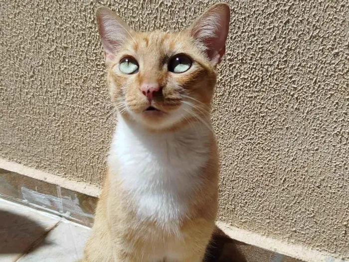 Gato ra a SRD-ViraLata idade 5 anos nome Zoe 