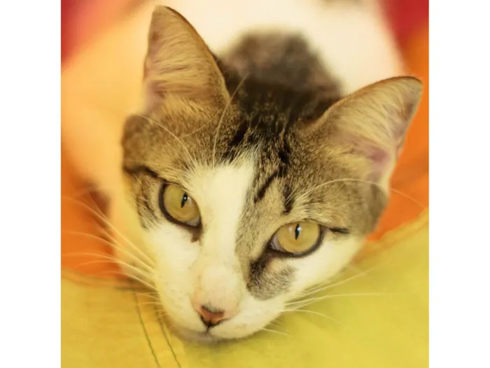Gato ra a SRD-ViraLata idade 2 anos nome Chia