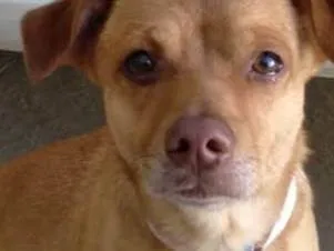 Cachorro ra a Basset-Cofap idade 3 anos nome Caramelo