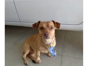 Cachorro raça Basset-Cofap idade 3 anos nome Caramelo