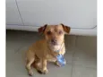 Caramelo