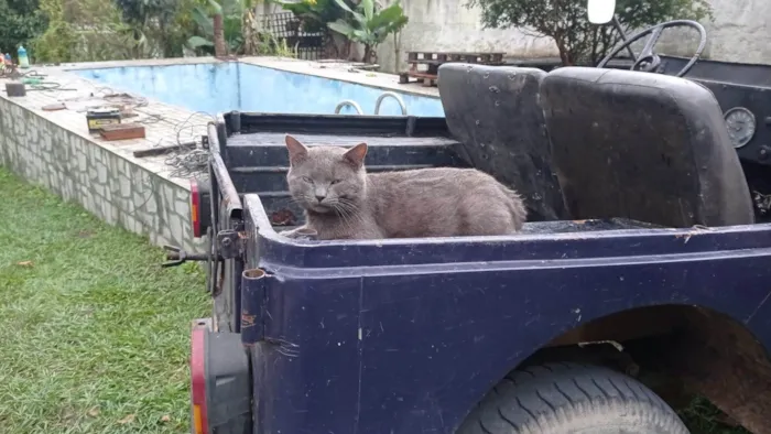 Gato ra a SRD-ViraLata idade 4 anos nome Não tem nome