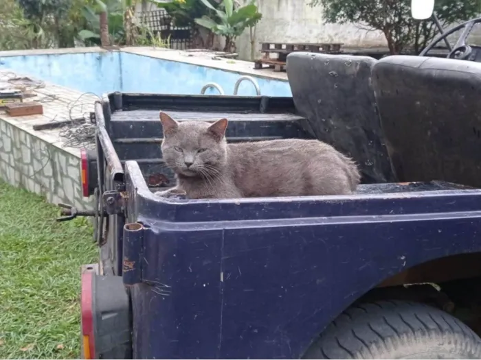 Gato ra a SRD-ViraLata idade 4 anos nome Não tem nome