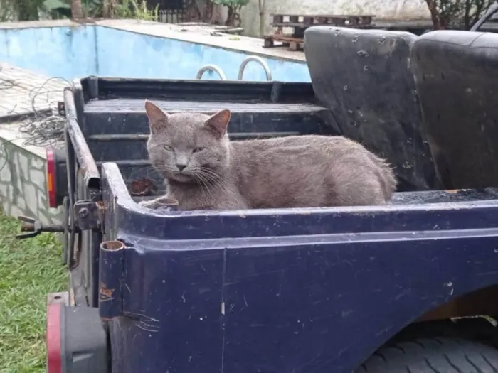 Gato ra a SRD-ViraLata idade 4 anos nome Não tem nome