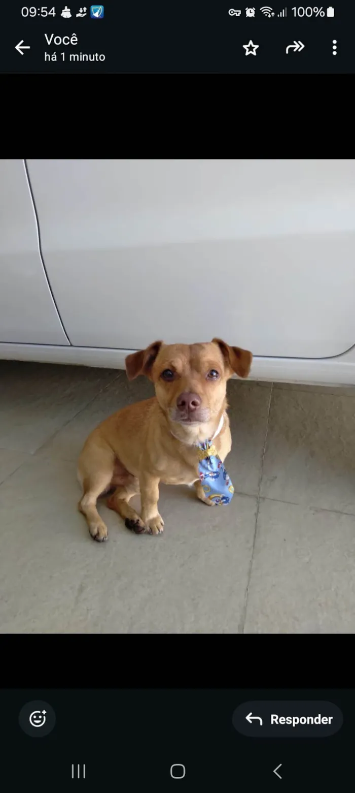 Cachorro ra a SRD-ViraLata idade 3 anos nome Caramelo
