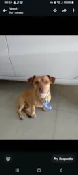 Caramelo