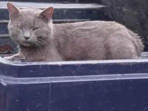 Gato raça SRD-ViraLata idade 4 anos nome Não tem nome