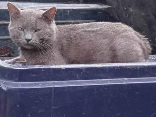 Gato ra a SRD-ViraLata idade 4 anos nome Não tem nome