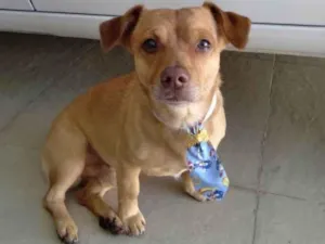 Cachorro raça SRD-ViraLata idade 3 anos nome Caramelo