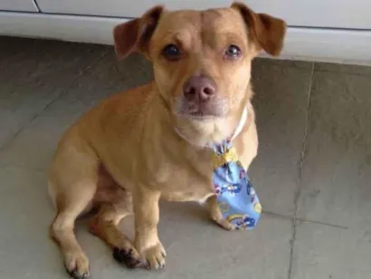 Cachorro raça SRD-ViraLata idade 3 anos nome Caramelo
