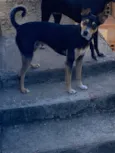 Moreninho 