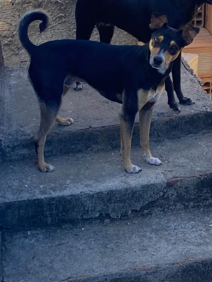 Cachorro ra a SRD-ViraLata idade 1 ano nome Moreninho 