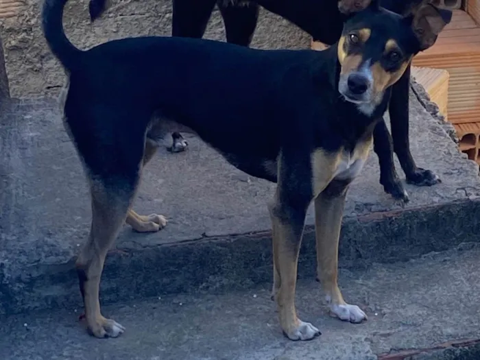 Cachorro ra a SRD-ViraLata idade 1 ano nome Moreninho 