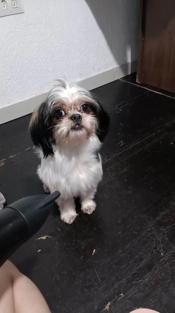 Cachorro ra a Shitzu idade 4 anos nome Bob