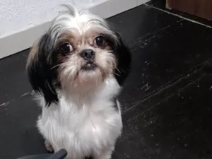 Cachorro raça Shitzu idade 4 anos nome Bob