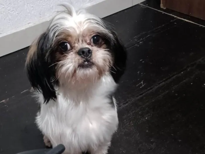 Cachorro ra a Shitzu idade 4 anos nome Bob