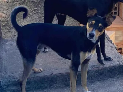 Cachorro raça SRD-ViraLata idade 1 ano nome Moreninho 