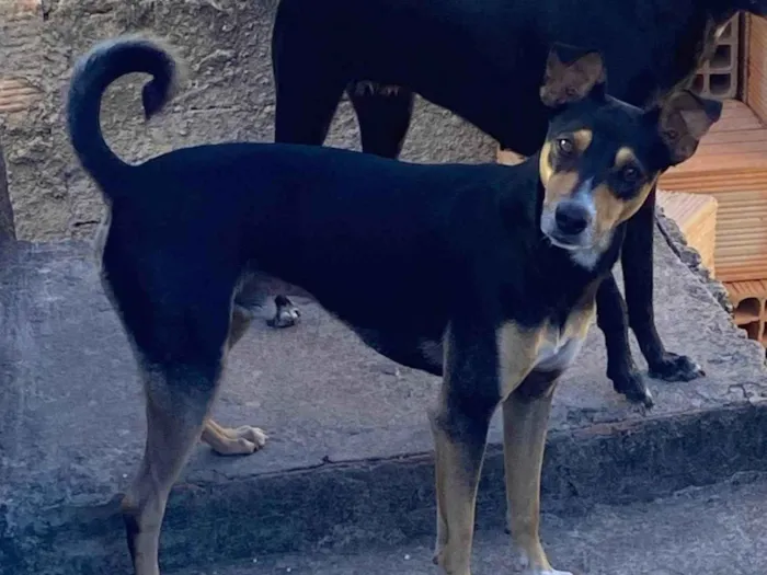 Cachorro ra a SRD-ViraLata idade 1 ano nome Moreninho 