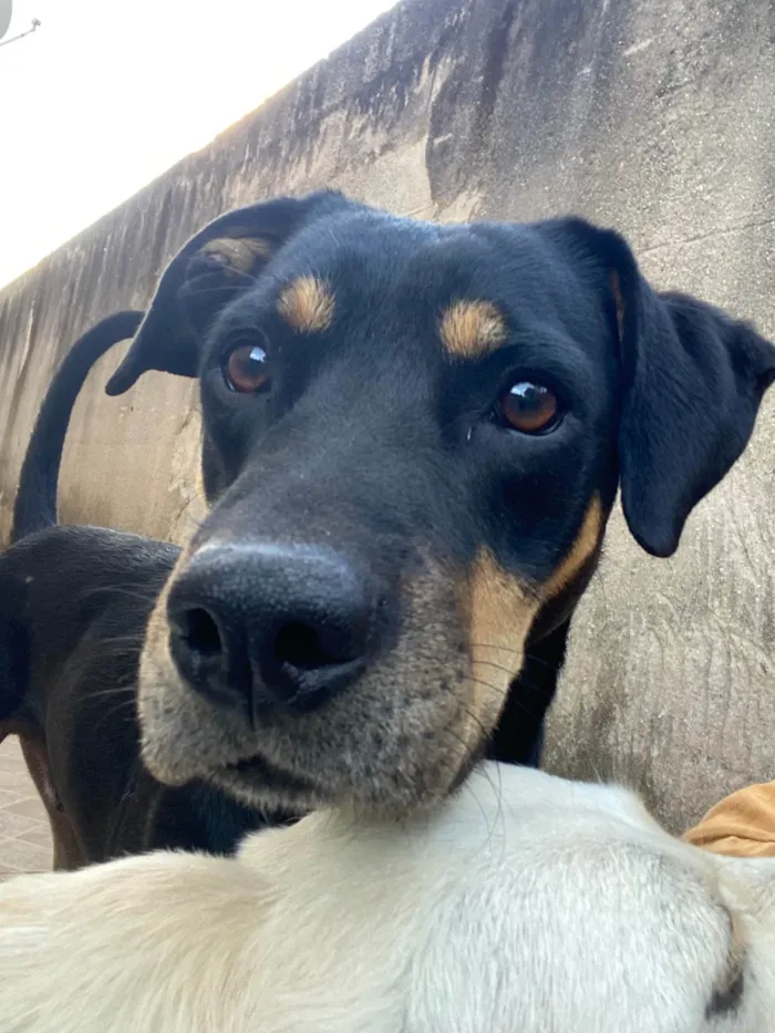 Cachorro ra a SRD-ViraLata idade 3 anos nome Luff