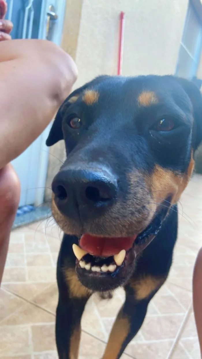 Cachorro ra a SRD-ViraLata idade 3 anos nome Luff