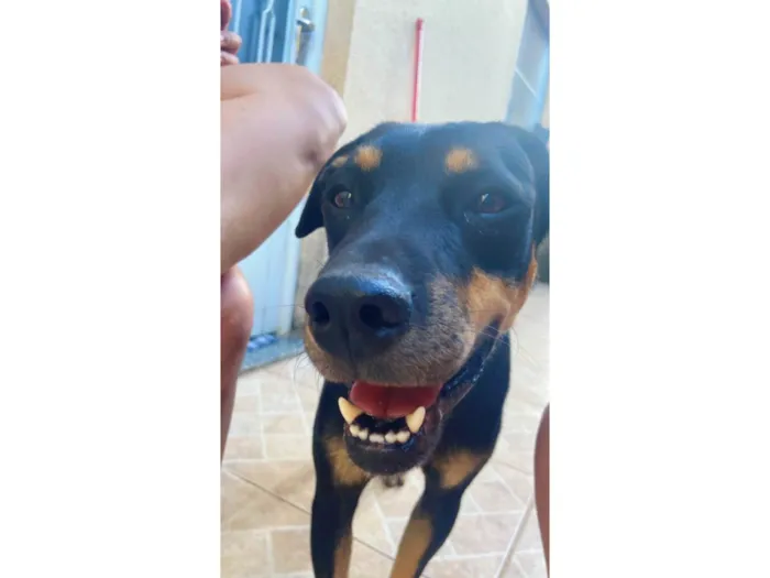 Cachorro ra a SRD-ViraLata idade 3 anos nome Luff