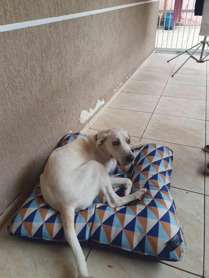 Cachorro ra a SRD-ViraLata idade 4 anos nome BENTO 