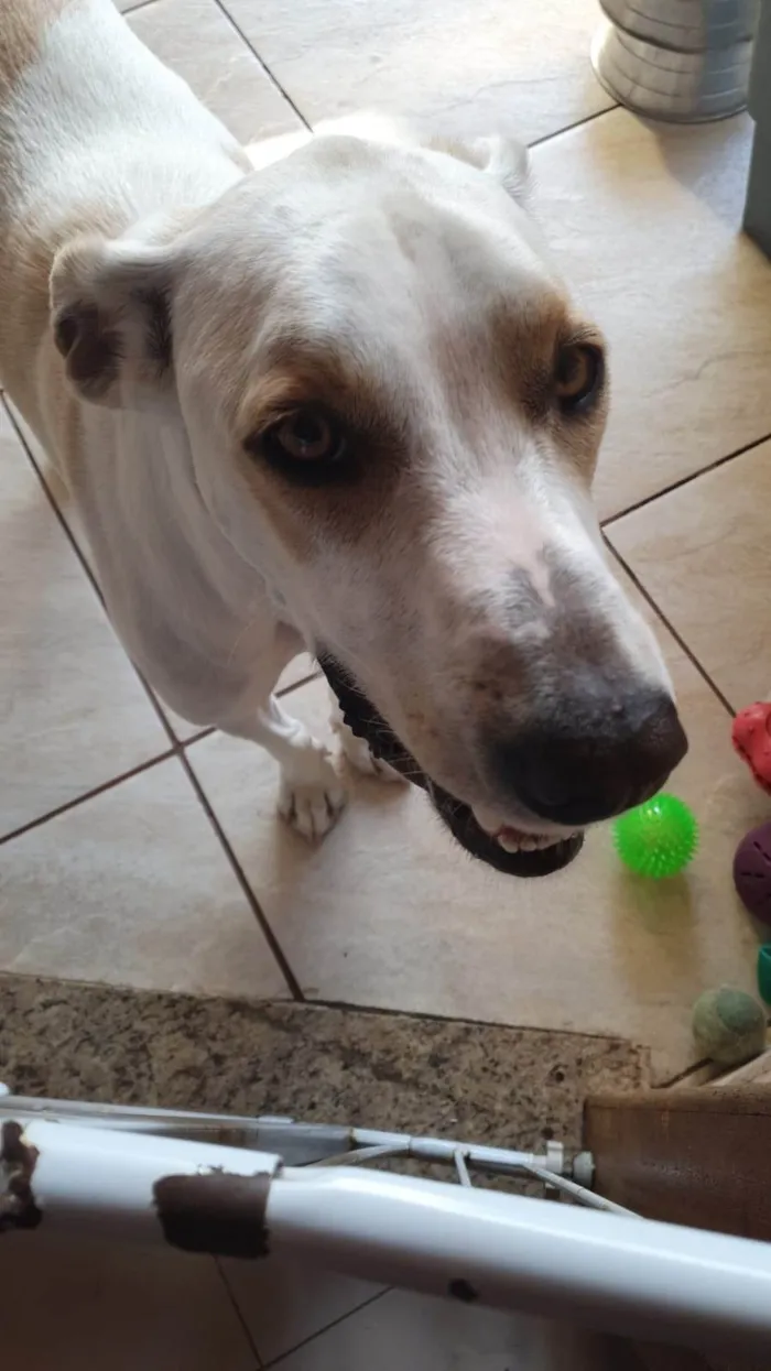 Cachorro ra a SRD-ViraLata idade 4 anos nome BENTO 