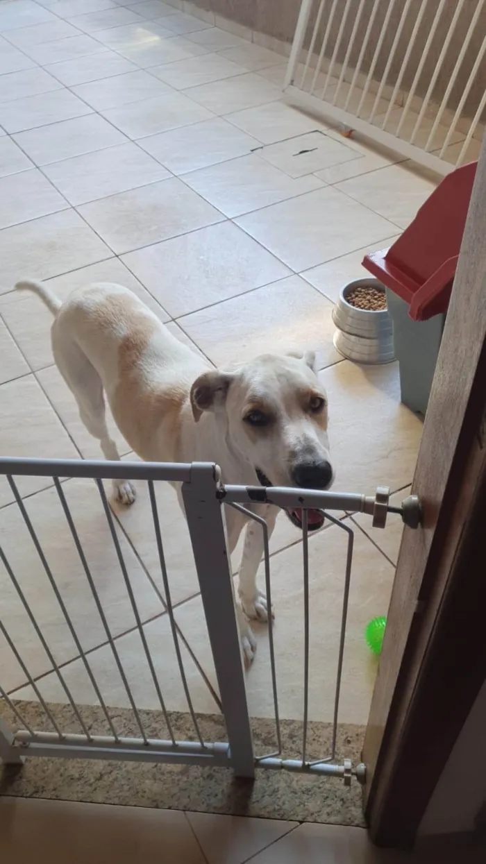 Cachorro ra a SRD-ViraLata idade 4 anos nome BENTO 