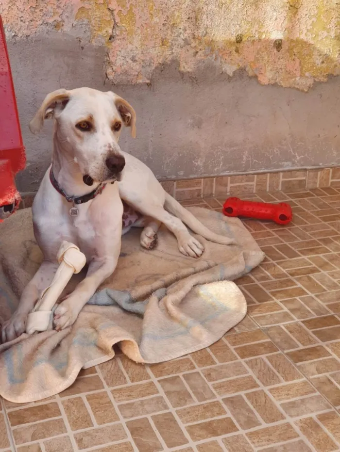 Cachorro ra a SRD-ViraLata idade 4 anos nome BENTO 