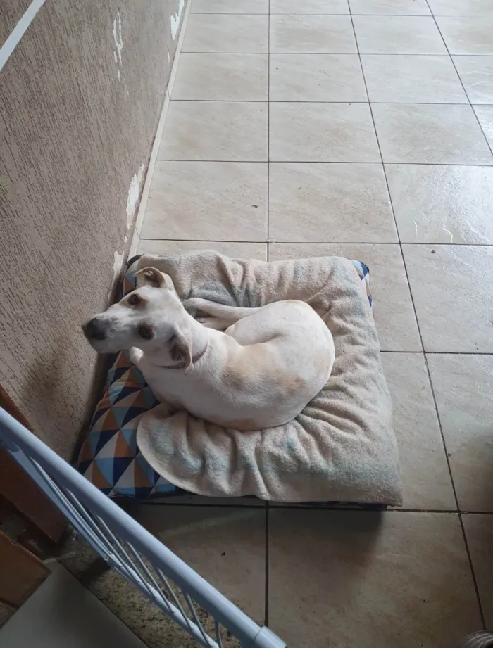 Cachorro ra a SRD-ViraLata idade 4 anos nome BENTO 
