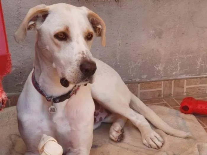 Cachorro ra a SRD-ViraLata idade 4 anos nome BENTO 