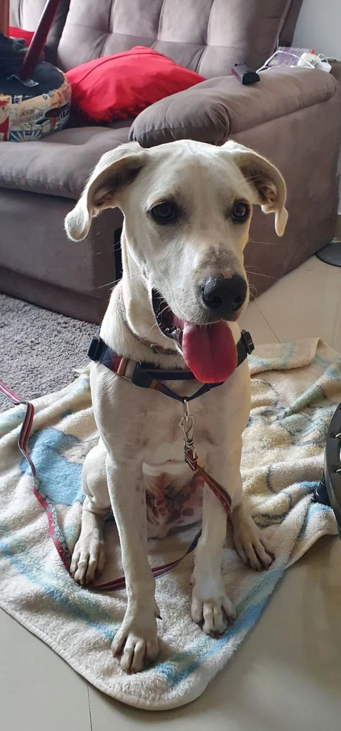 Cachorro ra a SRD-ViraLata idade 4 anos nome BENTO 