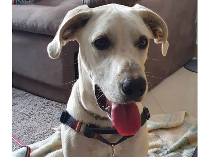 Cachorro ra a SRD-ViraLata idade 4 anos nome BENTO 