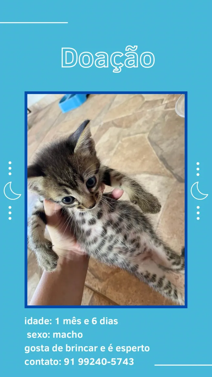 Gato ra a SRD-ViraLata idade Abaixo de 2 meses nome Vitória 