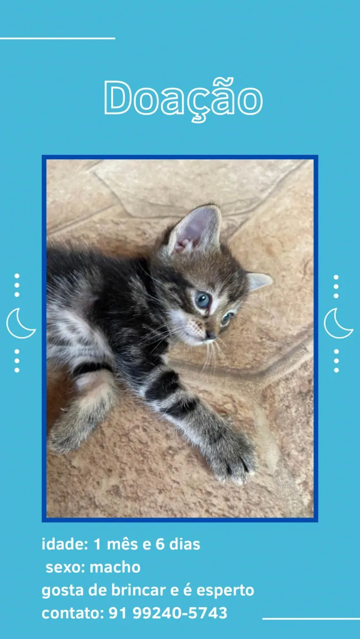 Gato ra a SRD-ViraLata idade Abaixo de 2 meses nome Vitória 