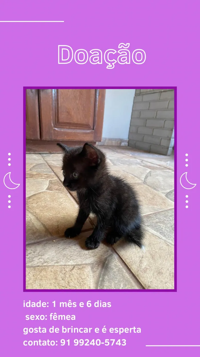 Gato ra a SRD-ViraLata idade Abaixo de 2 meses nome Vitória 