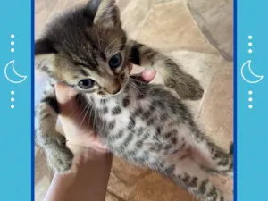 Gato raça SRD-ViraLata idade Abaixo de 2 meses nome Vitória 
