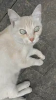 Lalinha