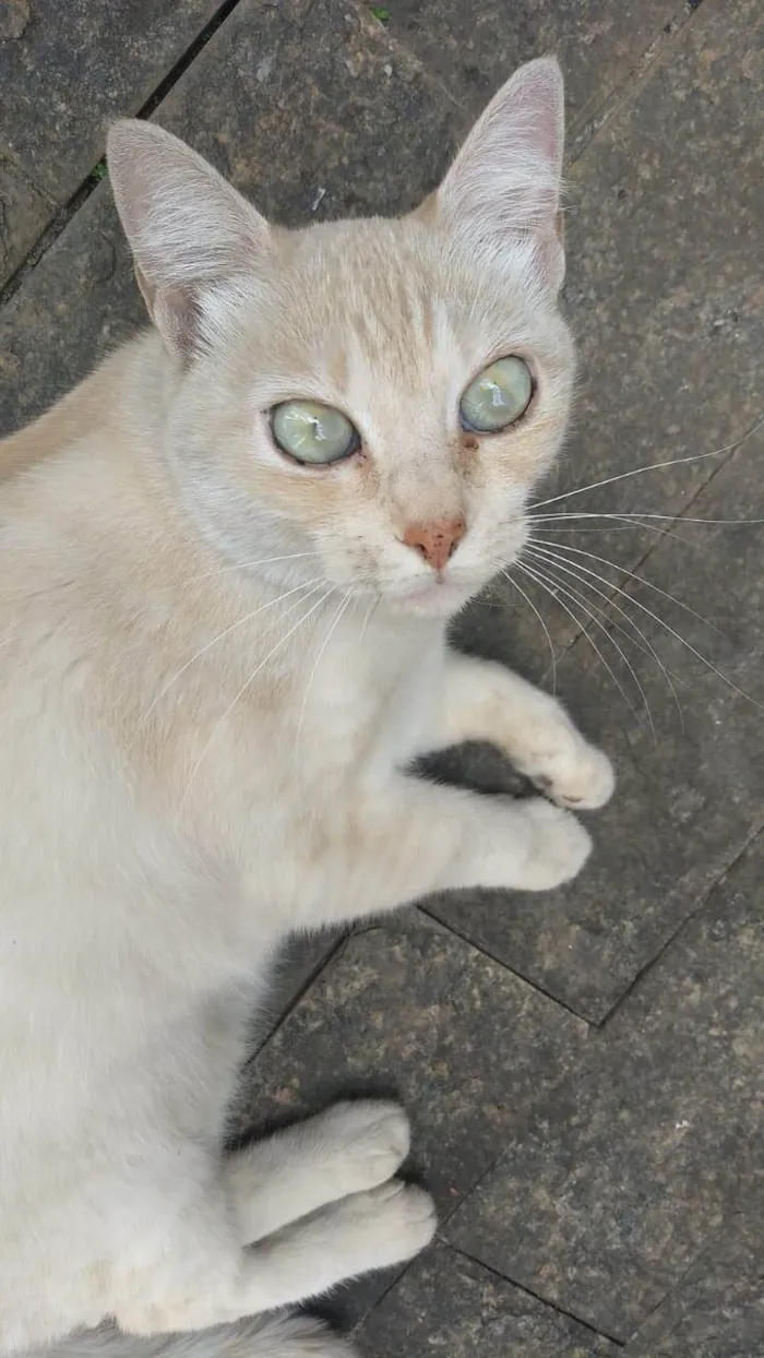 Gato ra a SRD-ViraLata idade 6 ou mais anos nome Lalinha